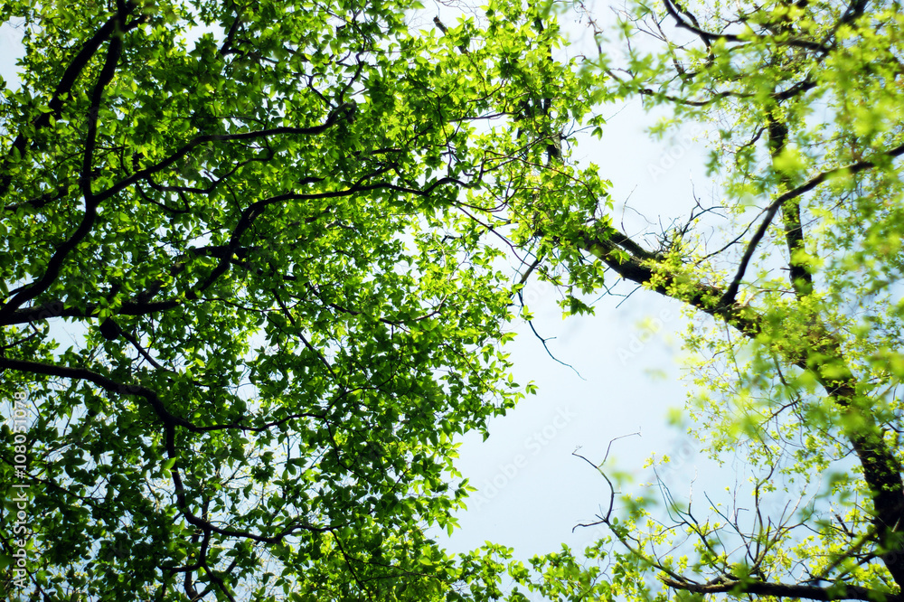 Fototapeta premium The foliage in spring forest