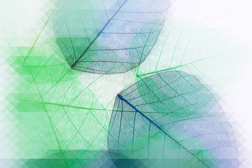 Papier peint photo Nervures de feuilles Decorative skeleton leaves, abstract background  © Africa Studio