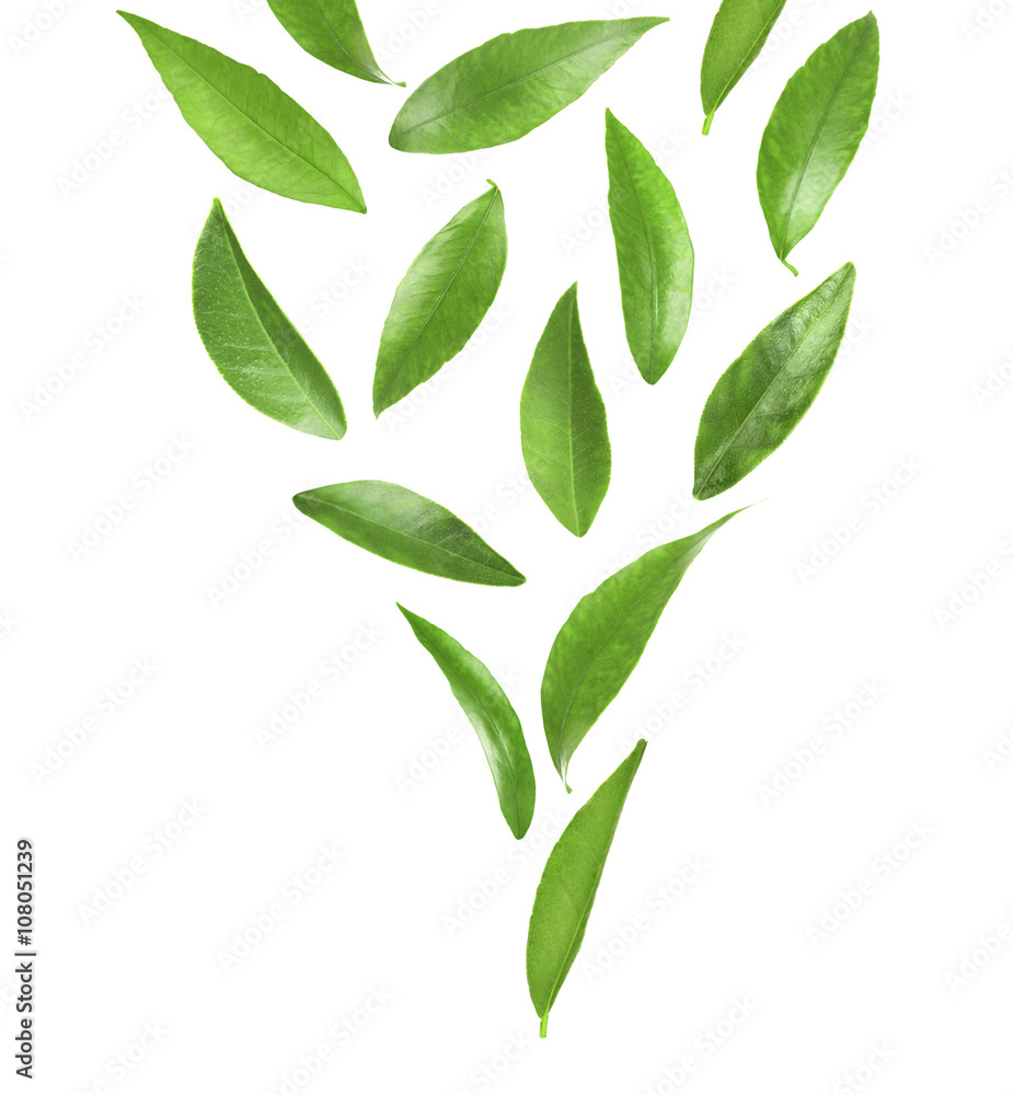 Green citrus leaves, isolated on white Green citrus leaves, isolated on white