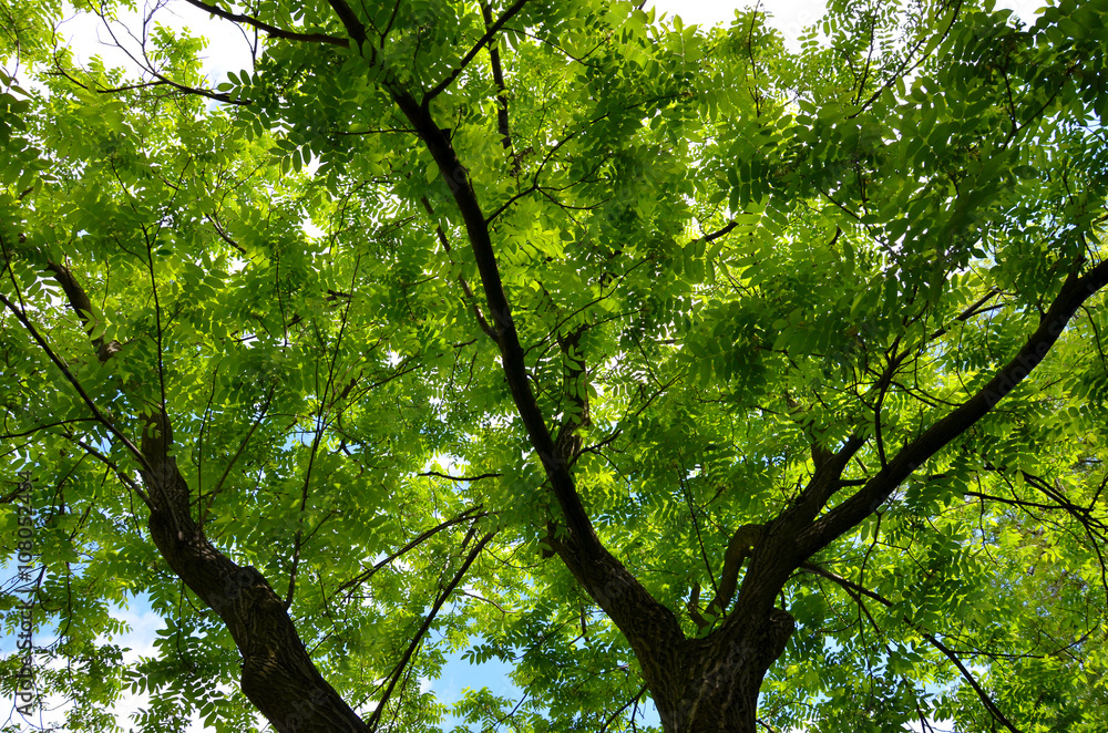 Green tree