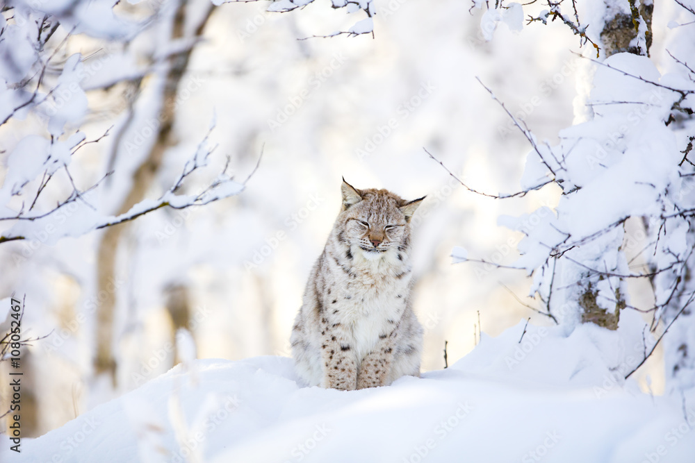 Naklejka premium Sleepy cute lynx cub in the cold winter forest