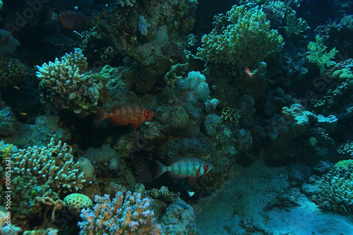 small coral fish underwater