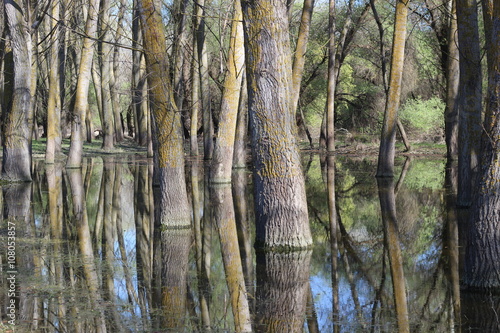 Flooded poplar tree trunks during high water in Danube river in early spring