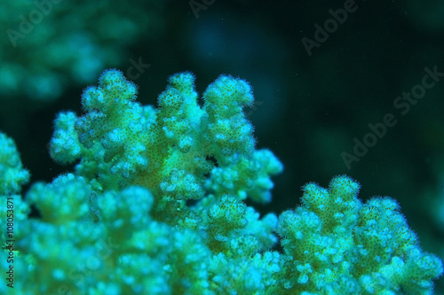 branches of coral underwater macro photo © kichigin19
