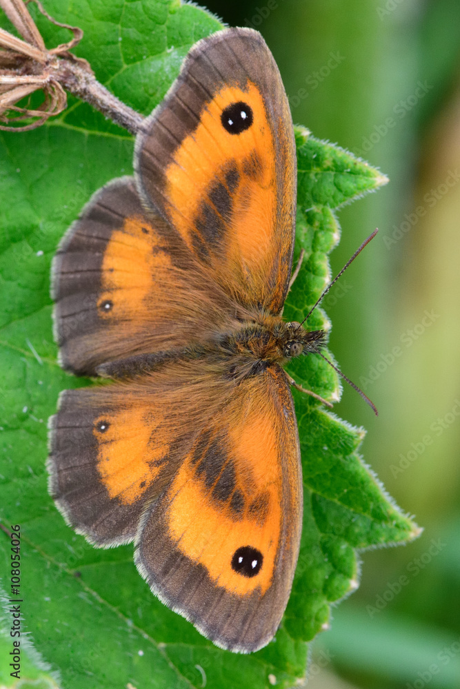 Obraz premium Gatekeeper butterfly (Pyronia tithonus) male. A familiar insect seen from above, with the dark sex bands of the male visible within orange patches