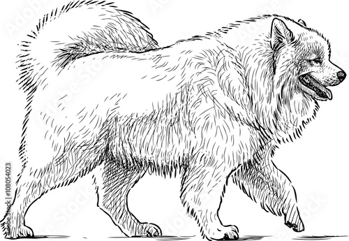 sketch of husky