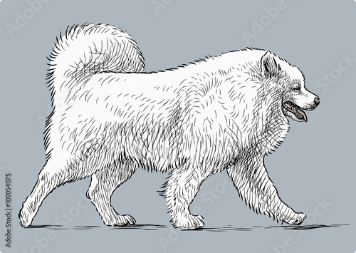 white husky