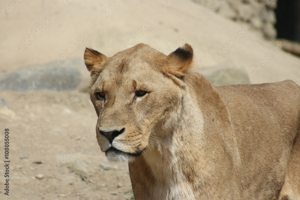Naklejka premium Eine Löwin in einem Zoo