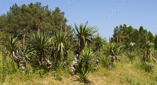 Wallpaper Mural Palms in Botanic garden Torontodigital.ca
