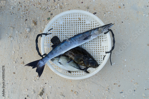 fishes for dinner from the sea photo