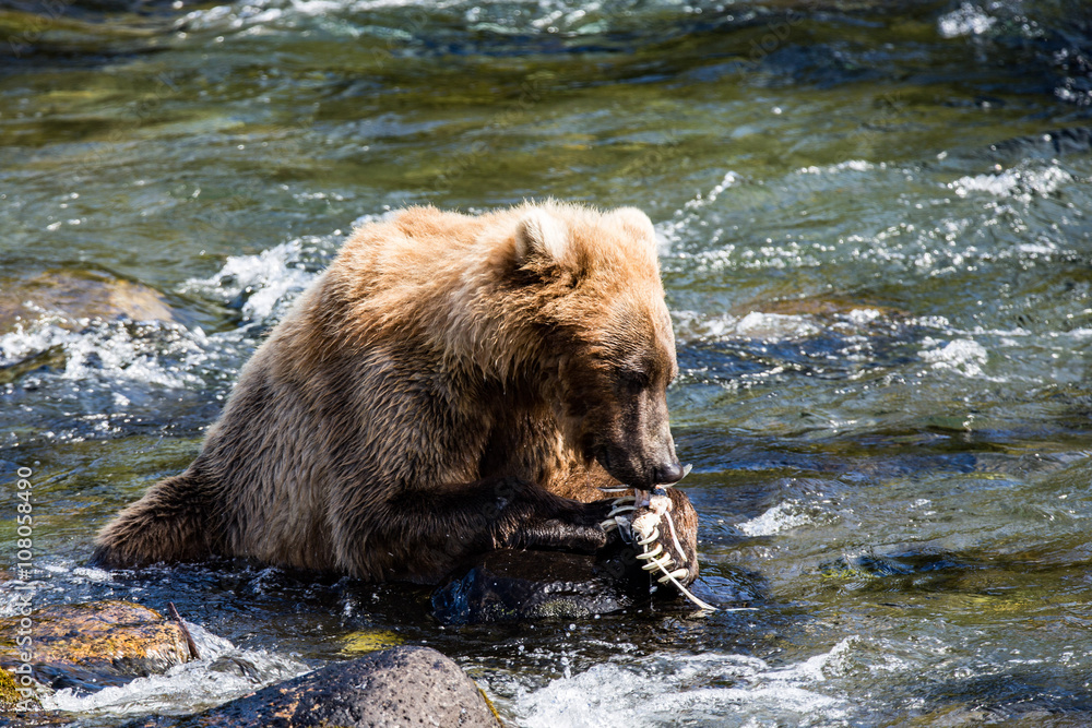 Obraz premium Grizzly brown bear eating salmon Katmai National Park Alaska