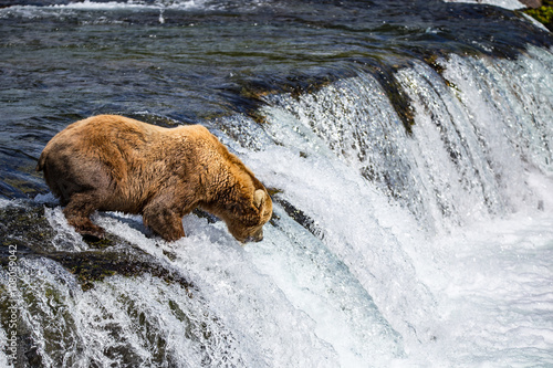 Wallpaper Mural Grizzly Bears fishing for salmon Katmai National Park Alaska Torontodigital.ca