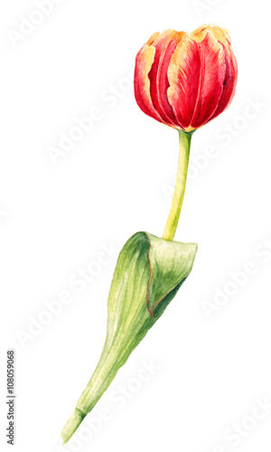 Isolated watercolor tulip on white background. Hand drawn botanical illustration