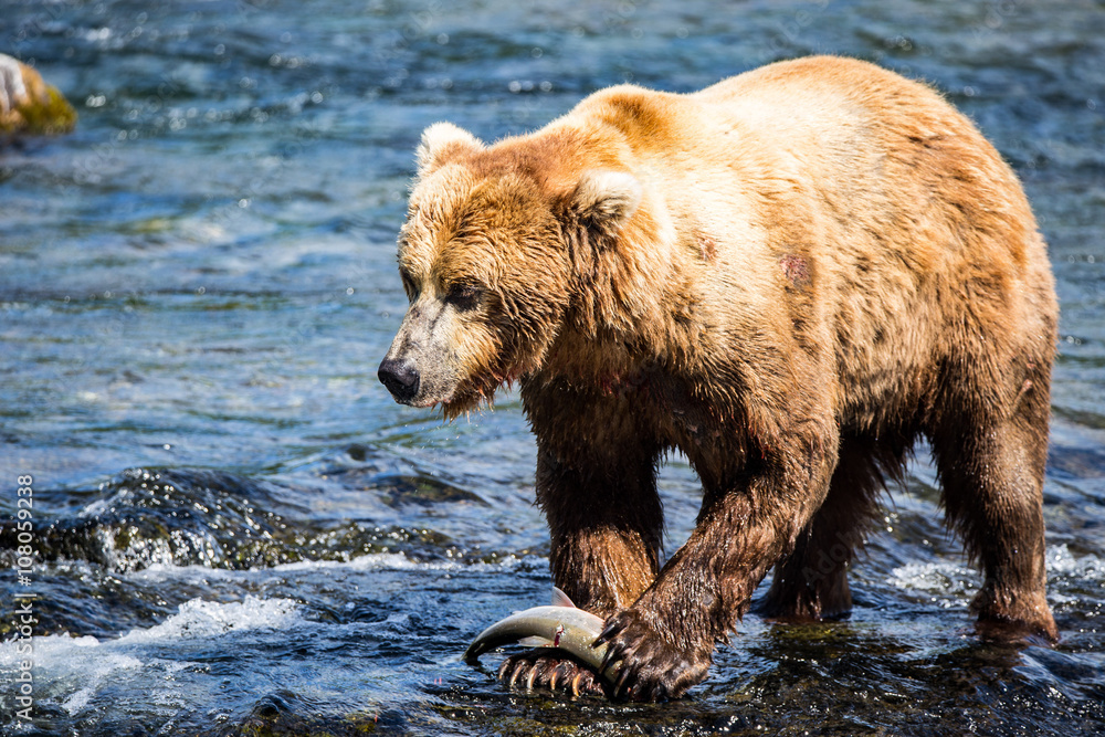 Fototapeta premium Grizzly brown bear eating salmon Katmai National Park Alaska