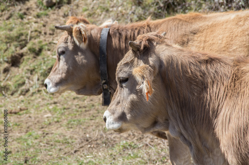 Vacas pastando