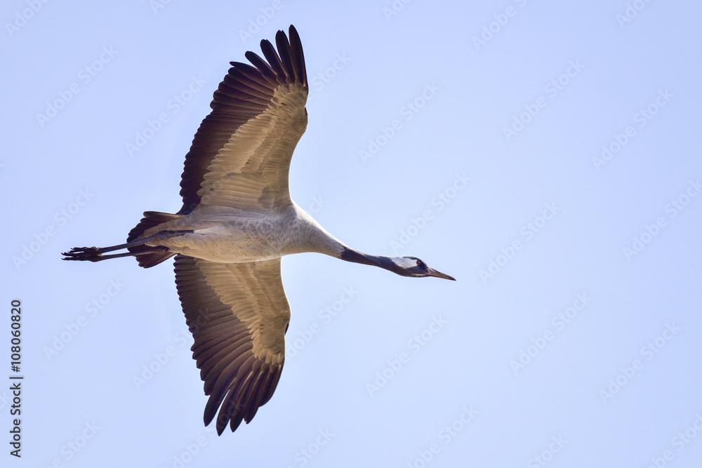 Obraz premium Eurasian crane