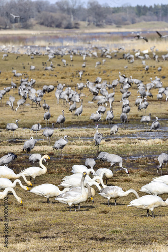 Eurasian Crane and Wooper Swan migration gathering