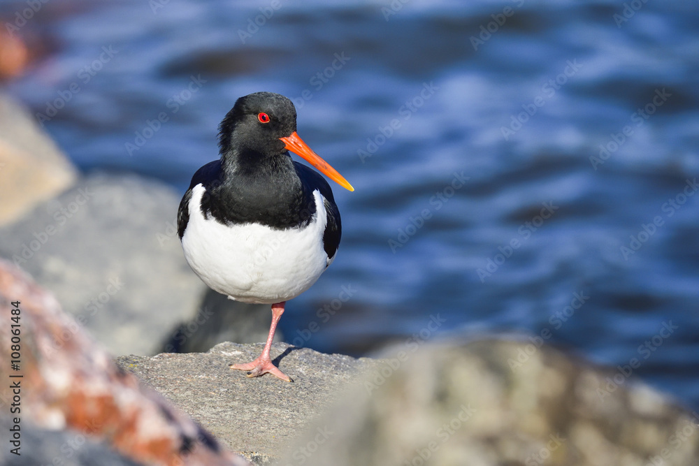 Fototapeta premium Eurasian oystercatcher