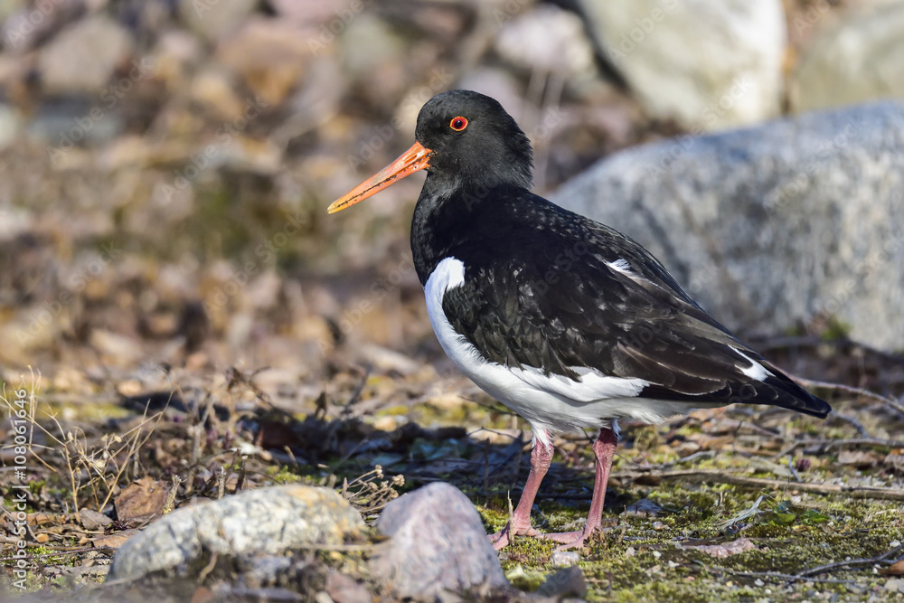 Eurasian oystercatcher Eurasian oystercatcher