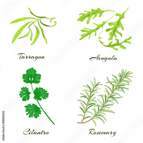 Herbs. Tarragon, arugula, cilantro or coriander, rosemary.