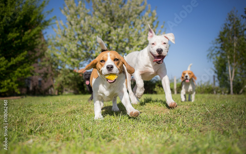 Canvas Print Group of dogs running over the lawn