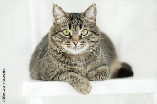 The striped green-eyed cat lies on a white chair and attentively looks at a camera