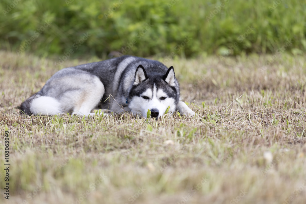 Siberian Husky on the grass in the park