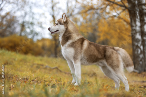 Siberian husky in nature