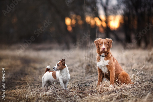 Fototapeta Naklejka Na Ścianę i Meble -  Dog Jack Russell Terrier and Dog Nova Scotia Duck Tolling Retriever  walking in the park