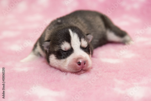 husky puppy on a pink background
