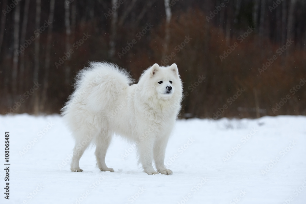 Samoyed sitting in the snow. Samoyed sitting in the snow.