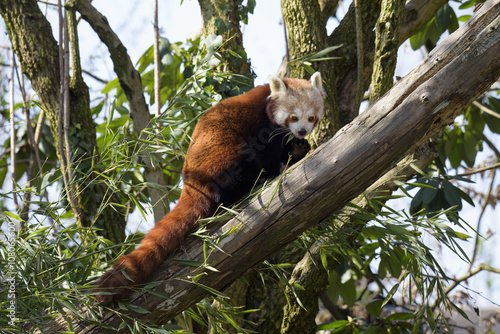 Fototapeta Naklejka Na Ścianę i Meble -  Red panda on tree