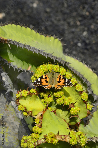 Spain, Canary Island, Lanzarote photo