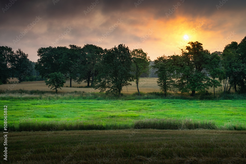 Naklejka premium Sun rises over trees. Summer landscape.