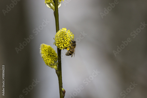 Honey Bee on Budding Pussy Willow Flower