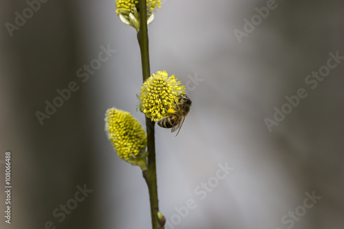 Honey Bee on Budding Pussy Willow Flower