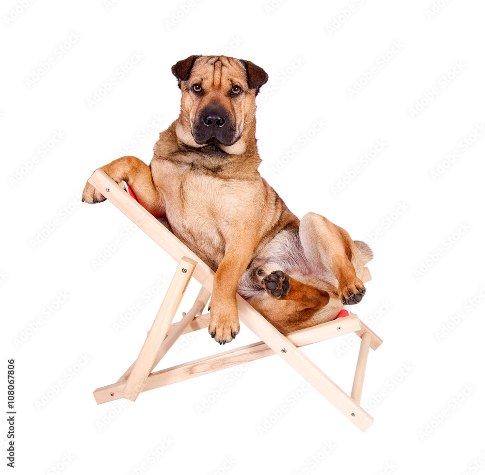 Cooler Hund im Liegestuhl Stock-Foto | Adobe Stock