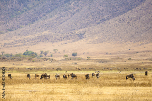Herds of wildebeests in the Ngorongoro © kjekol