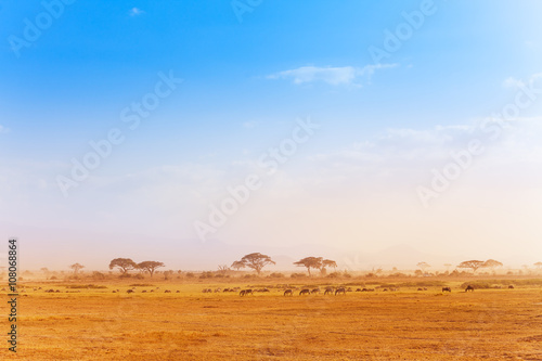 Fotografie, Obraz Big zebras herd in the distance of African savanna