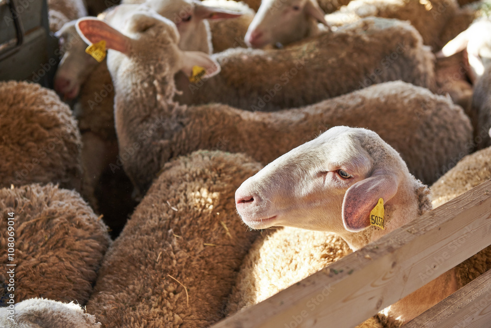 Fototapeta premium Herd of sheep in pen on farm