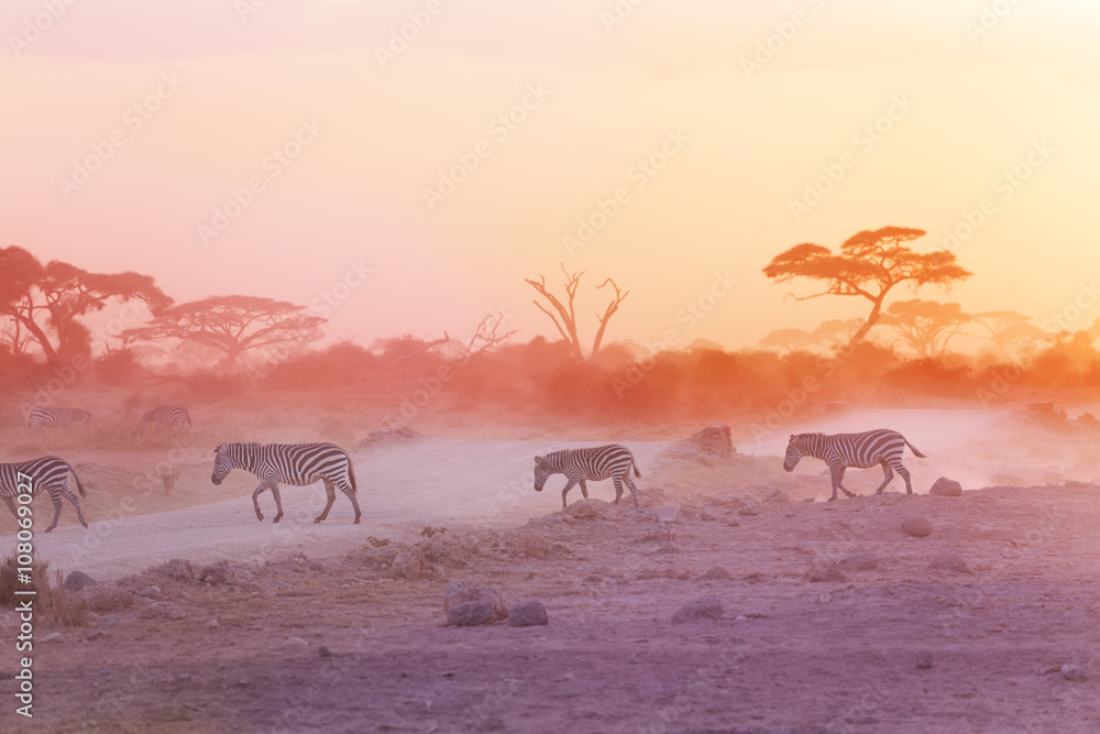 Zebras herd on dusty savanna at sunset, Africa