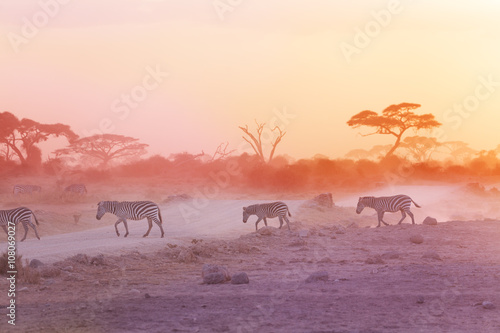 Zebras herd on dusty savanna at sunset  Africa
