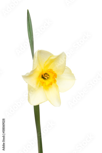 Pale Daffodil and leaf