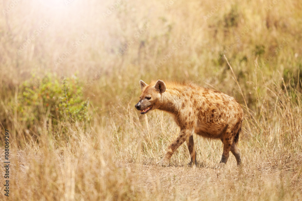 Side portrait of spotted hyena in the grass Side portrait of spotted hyena in the grass