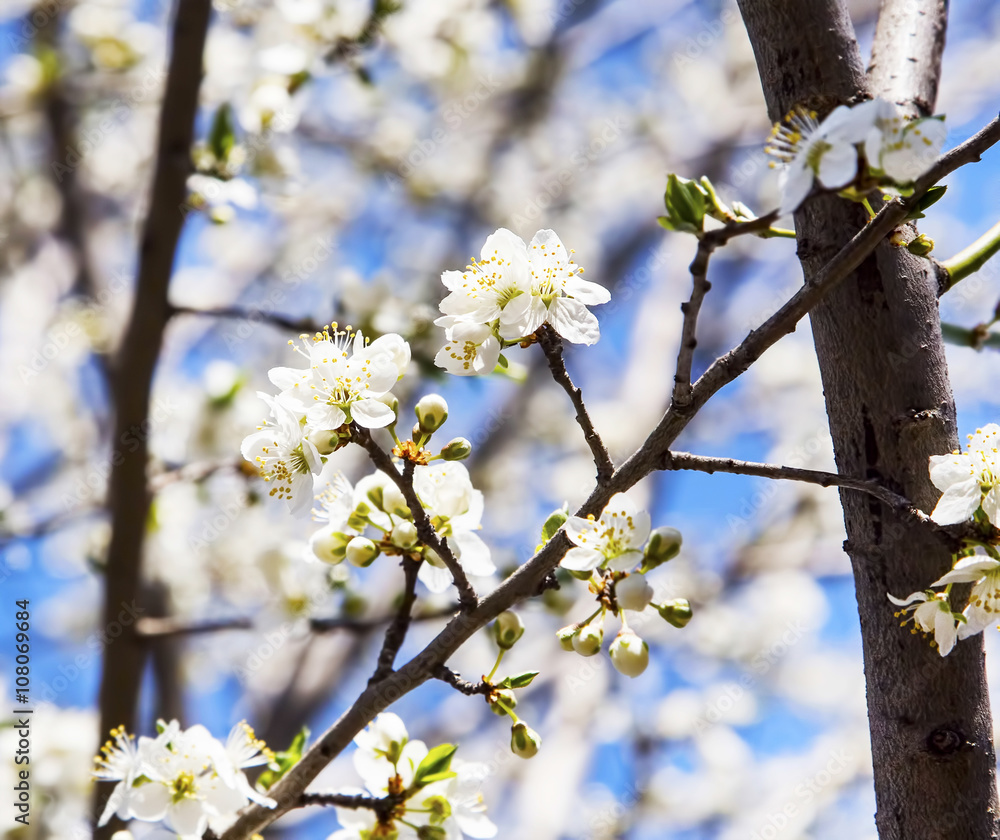 Spring blossoms Spring blossoms