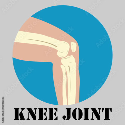 Human knee joint
