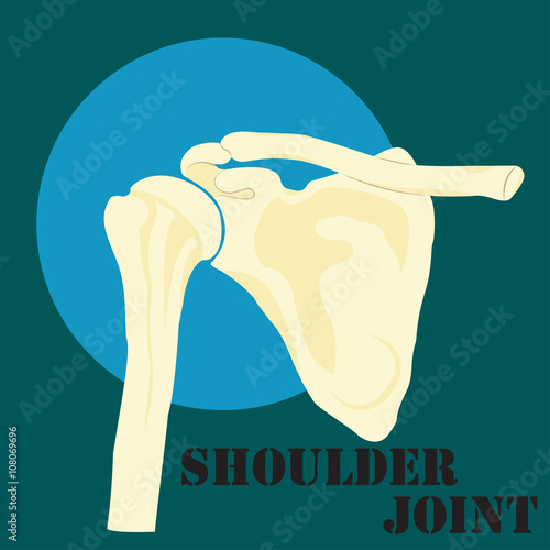 Human shoulder joint