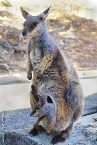 Australia_Zoology_Rock Wallaby