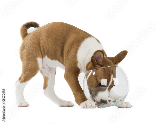 Basenji puppy with his head ducked in a can of food photo