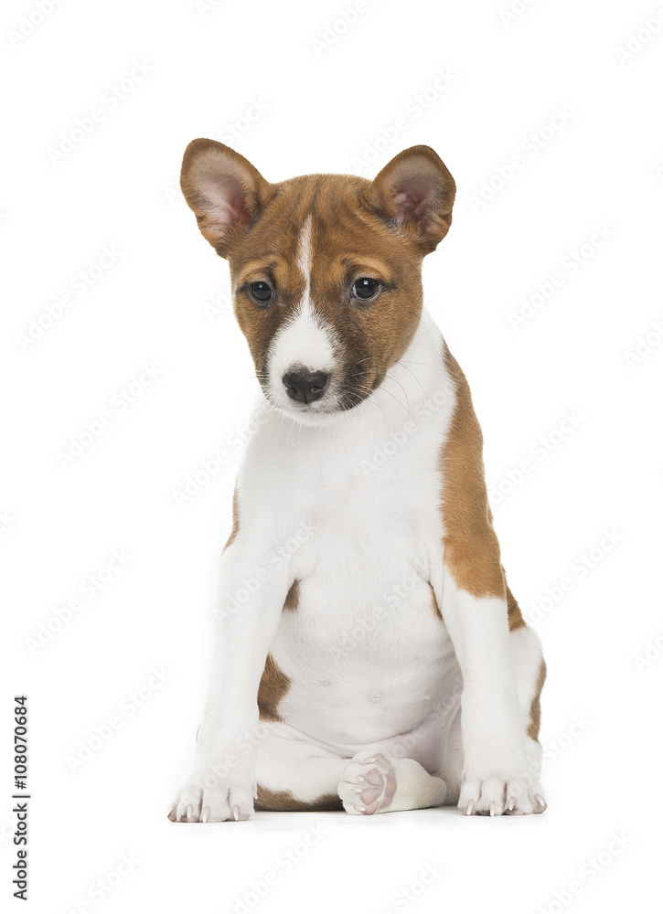 cute Basenji puppy sitting isolated on white background. looking